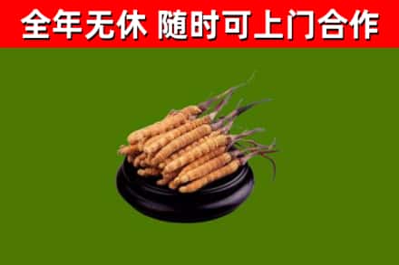 西安回收散虫草